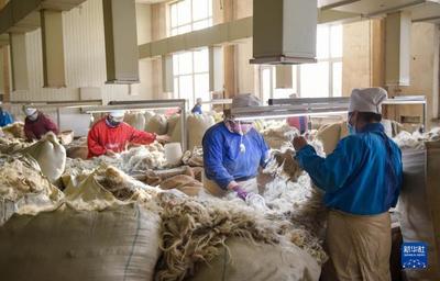 内蒙古赤峰:羊绒企业节后赶制订单